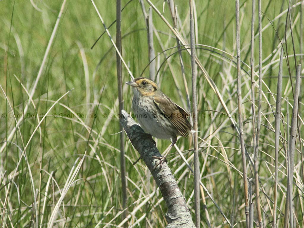 SALS-AA_Saltmarsh-Sparrow