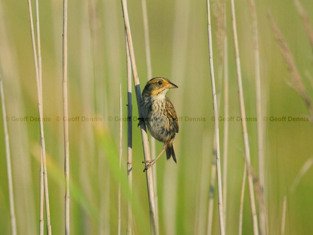 SALS-AB_Saltmarsh-Sparrow
