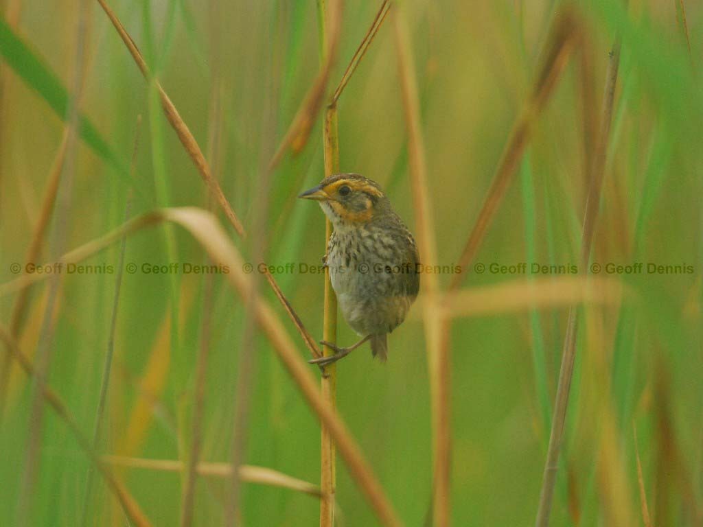 SALS-AC_Saltmarsh-Sparrow