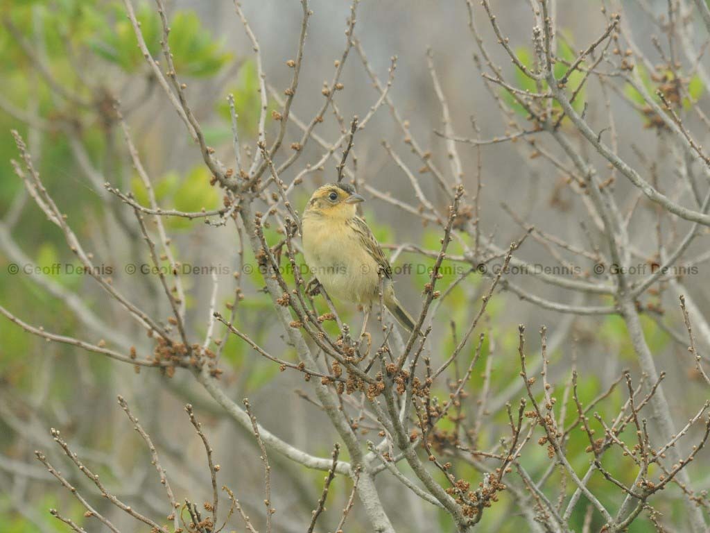 SALS-AD_Saltmarsh-Sparrow