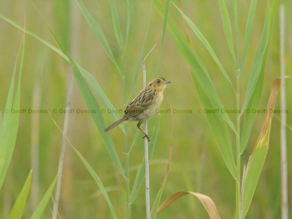 SALS-AE_Saltmarsh-Sparrow