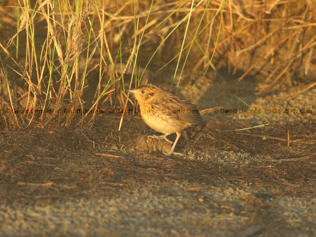 SALS-AF_Saltmarsh-Sparrow