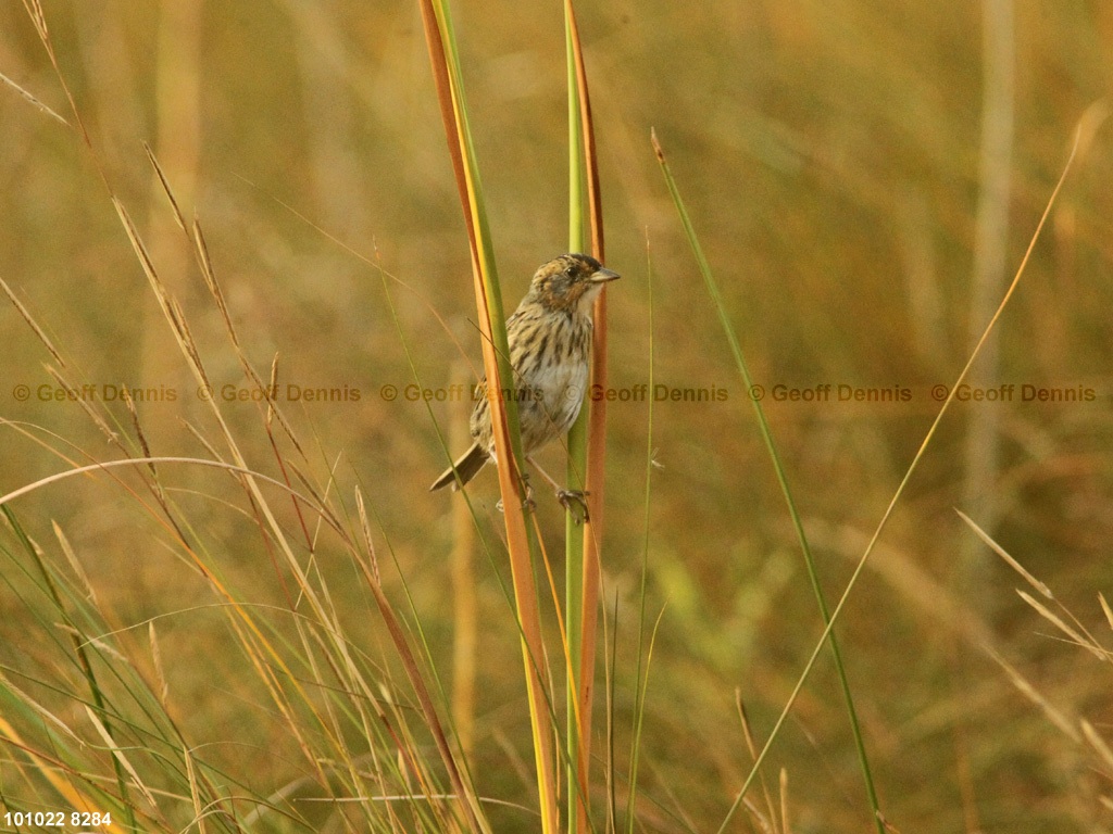 SALS-AG_Saltmarsh-Sparrow