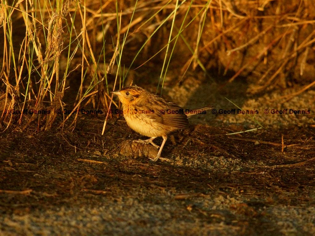 SALS-AH_Saltmarsh-Sparrow