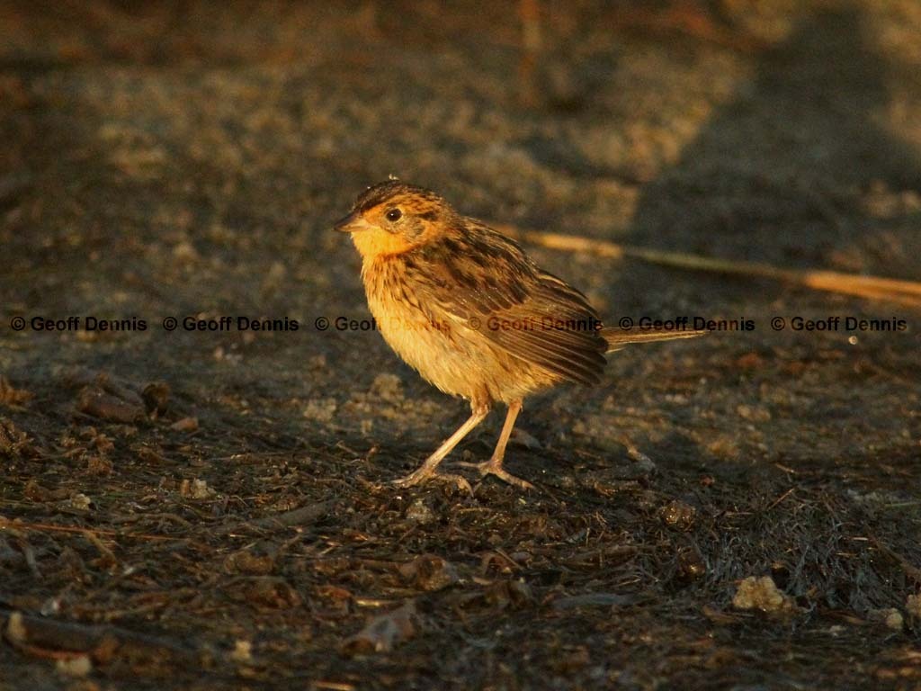 SALS-AI_Saltmarsh-Sparrow