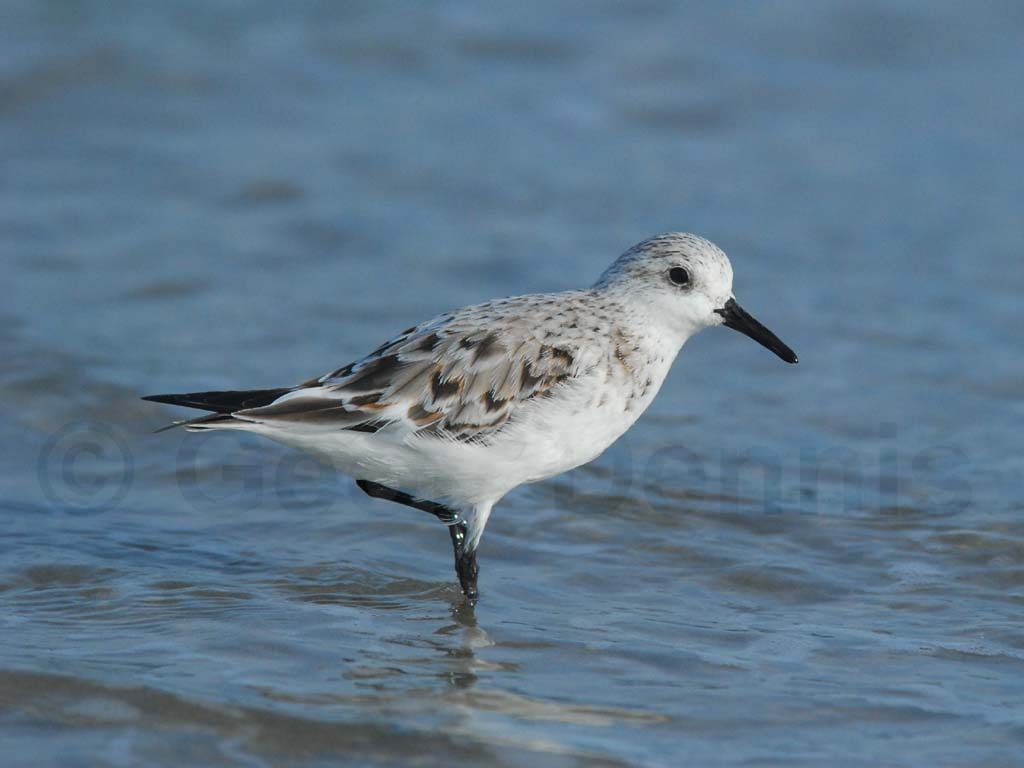 SAND-AA_Sanderling
