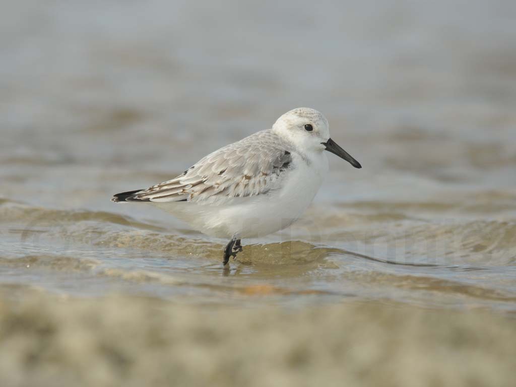 SAND-AB_Sanderling