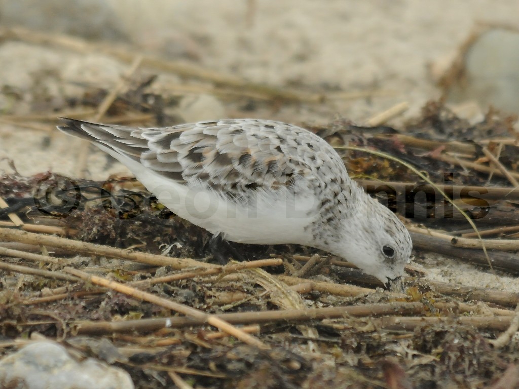 SAND-AC_Sanderling