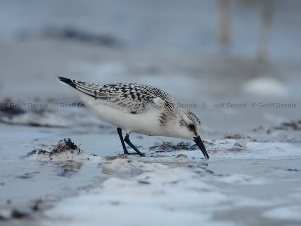 SAND-AD_Sanderling