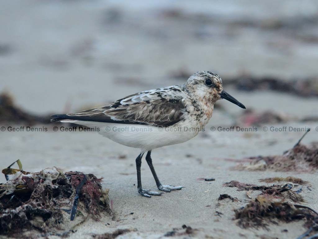 SAND-AE_Sanderling
