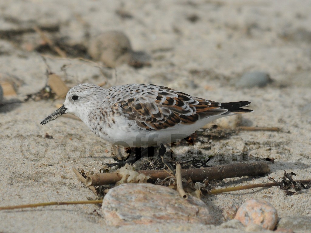 SAND-AF_Sanderling