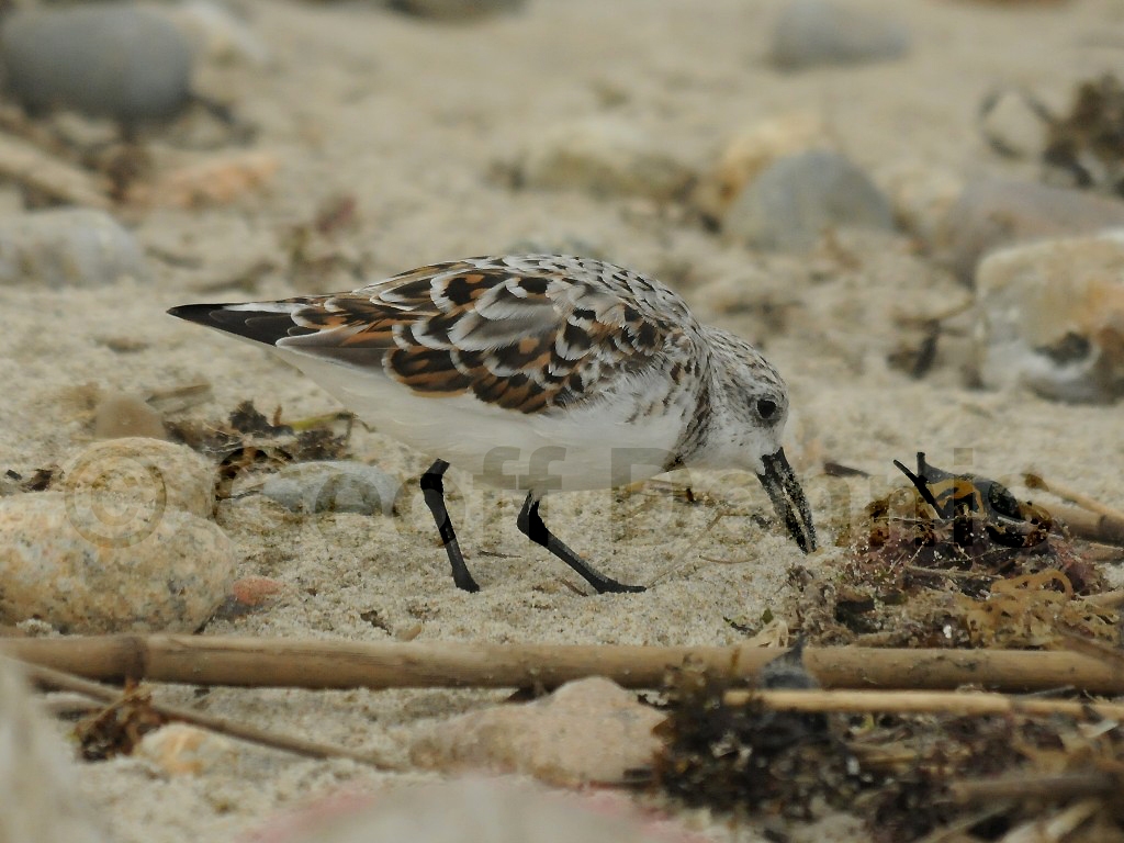 SAND-AG_Sanderling