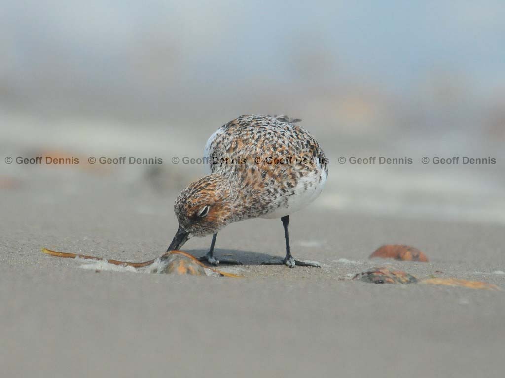 SAND-AH_Sanderling