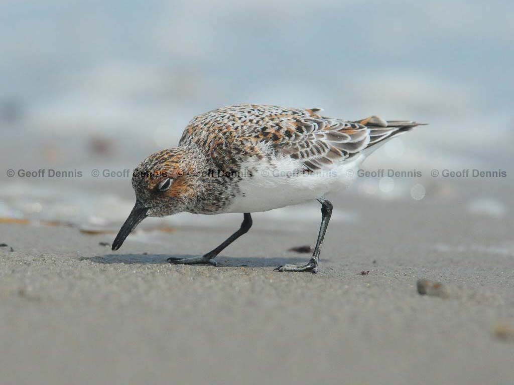 SAND-AI_Sanderling