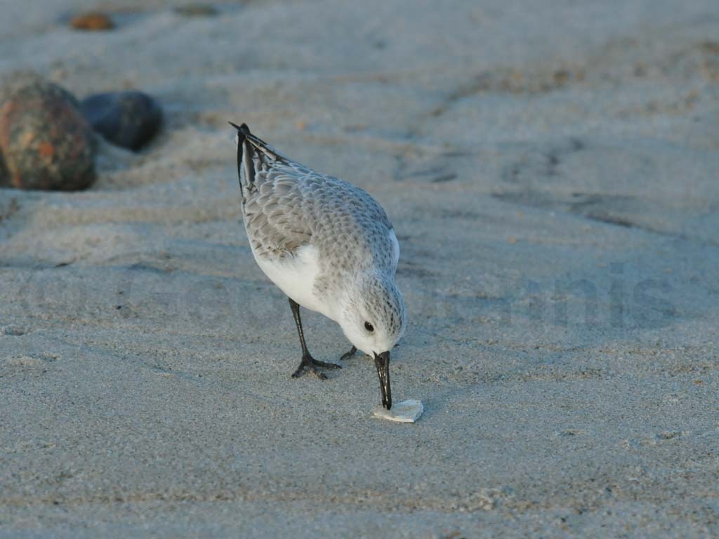 SAND-AJ_Sanderling