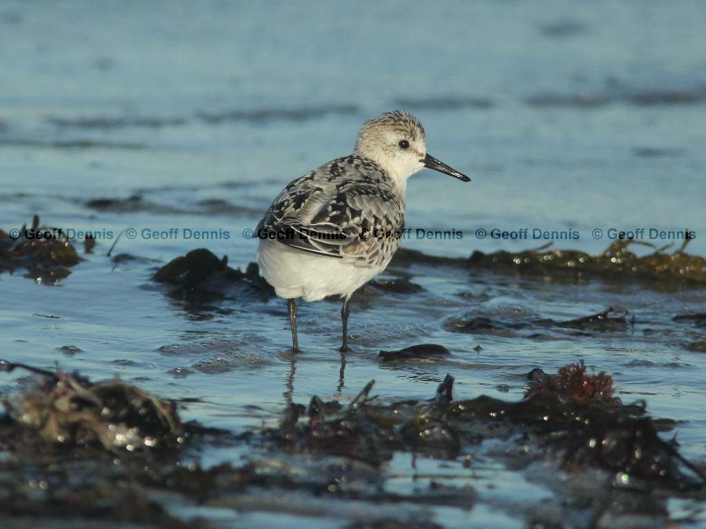 SAND-AK_Sanderling