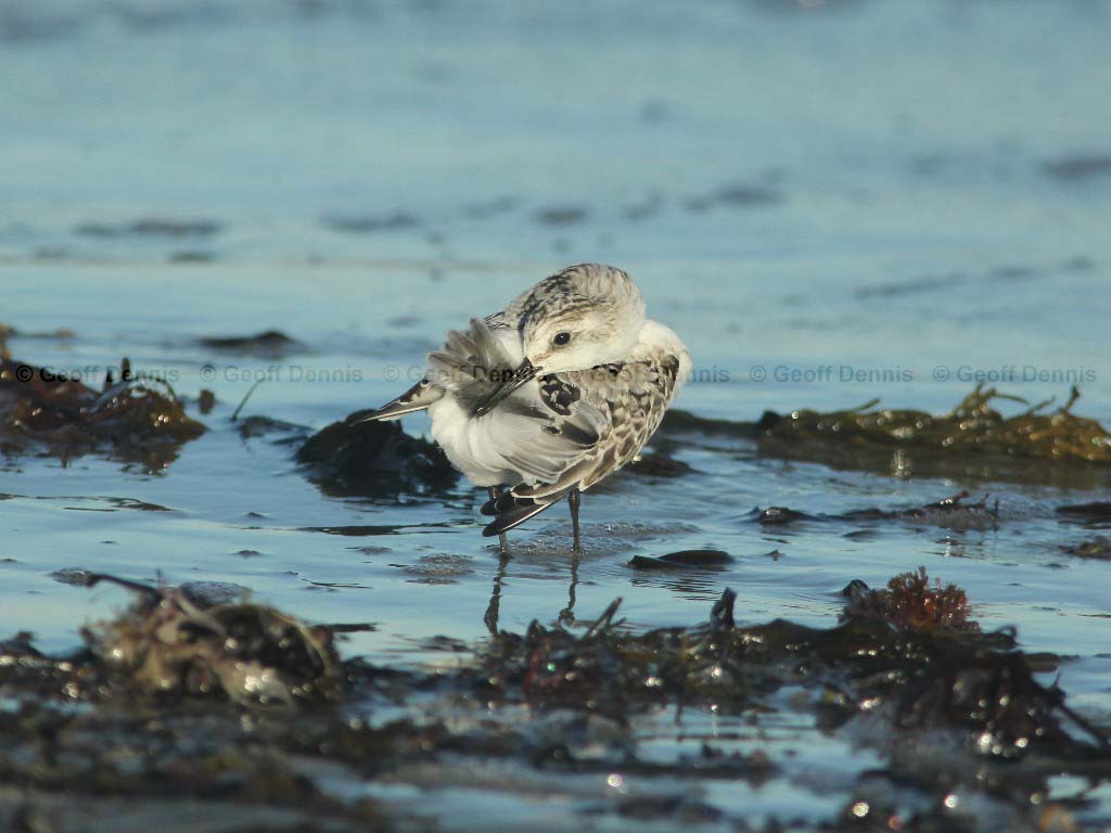 SAND-AL_Sanderling