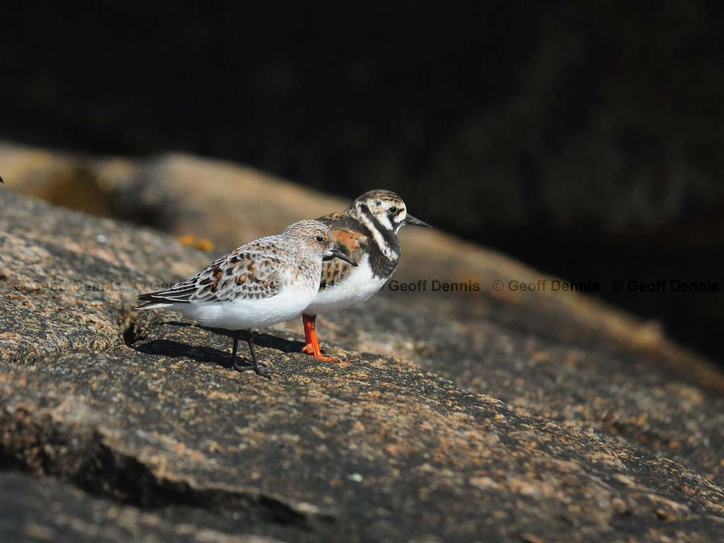 SAND-AM_Sanderling