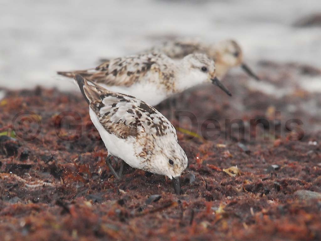 SAND-AN_Sanderling