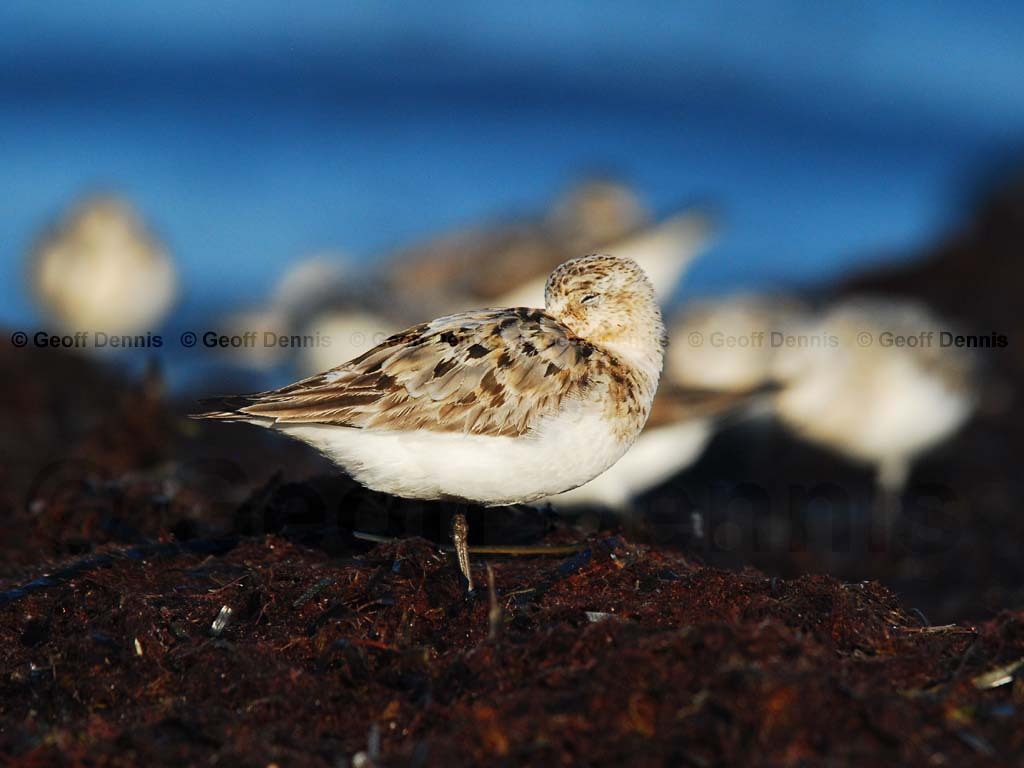 SAND-AO_Sanderling