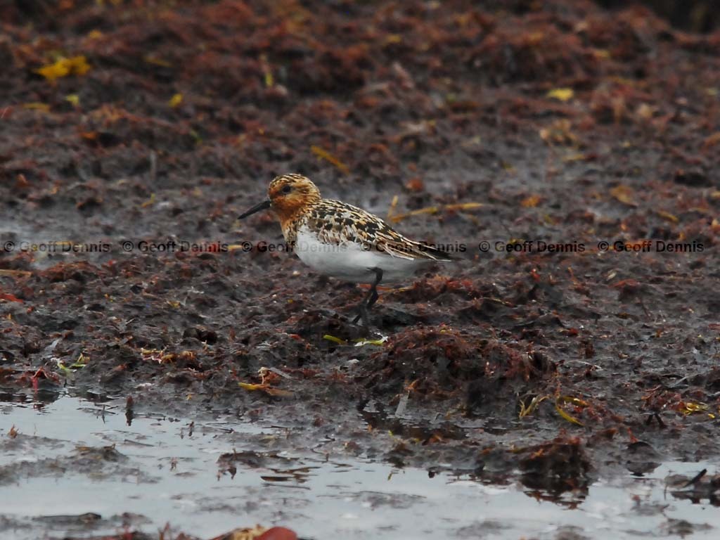 SAND-AP_Sanderling