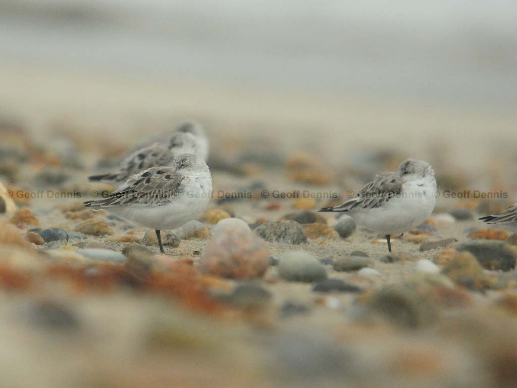 SAND-AQ_Sanderling