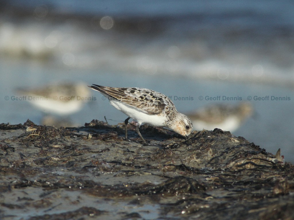 SAND-AR_Sanderling