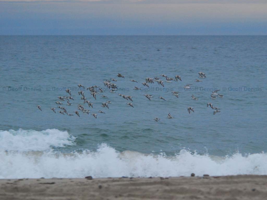 SAND-AS_Sanderling