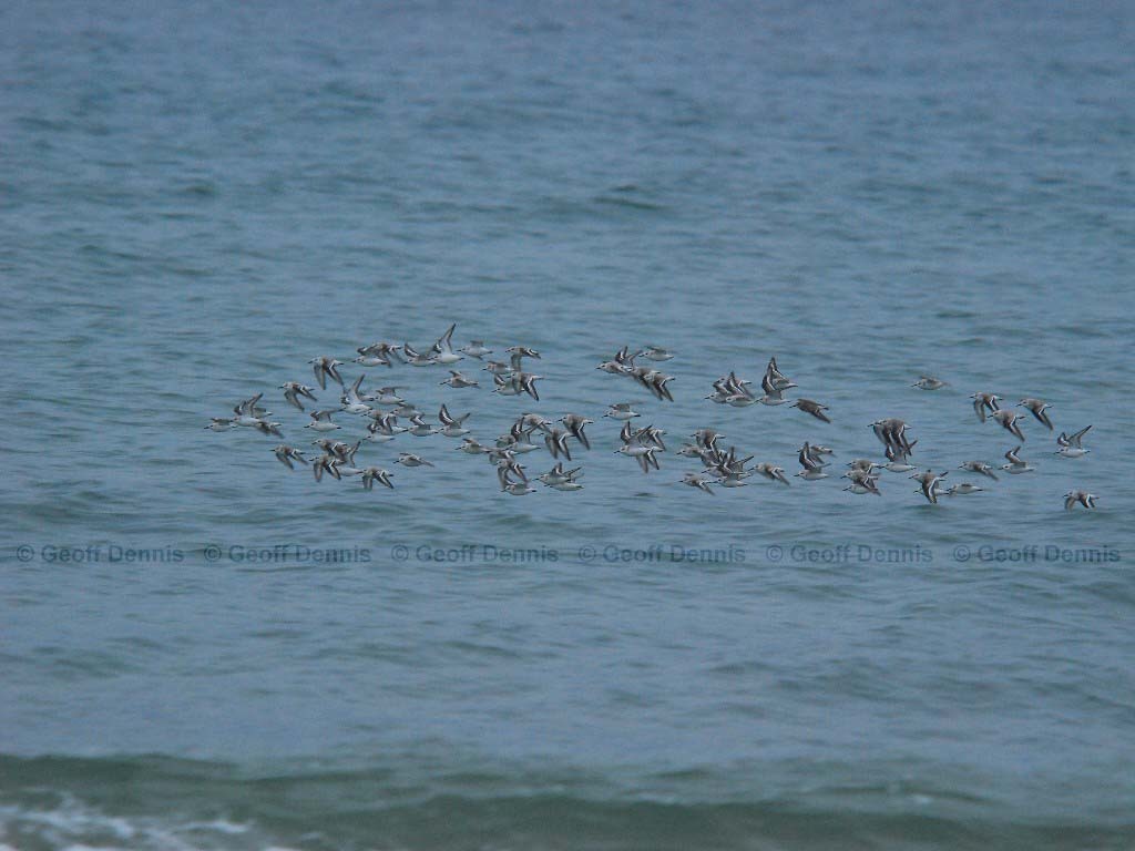 SAND-AT_Sanderling