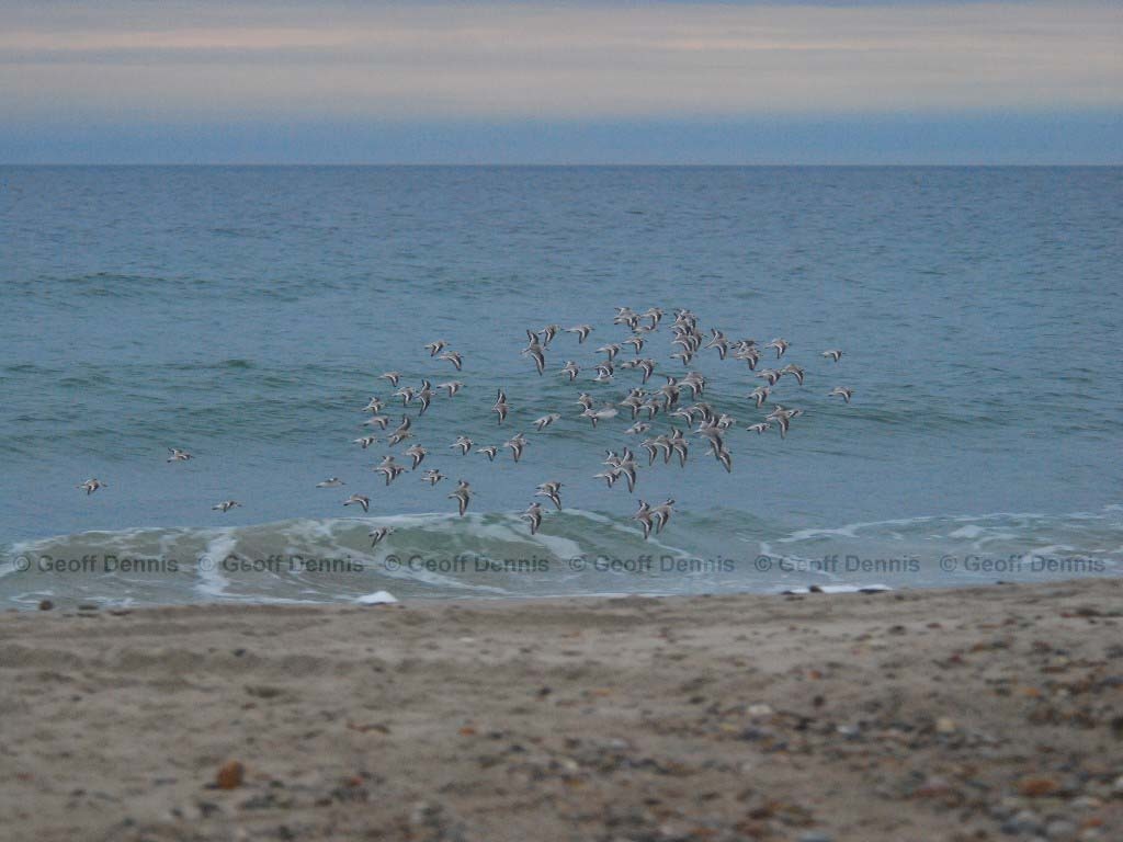 SAND-AU_Sanderling