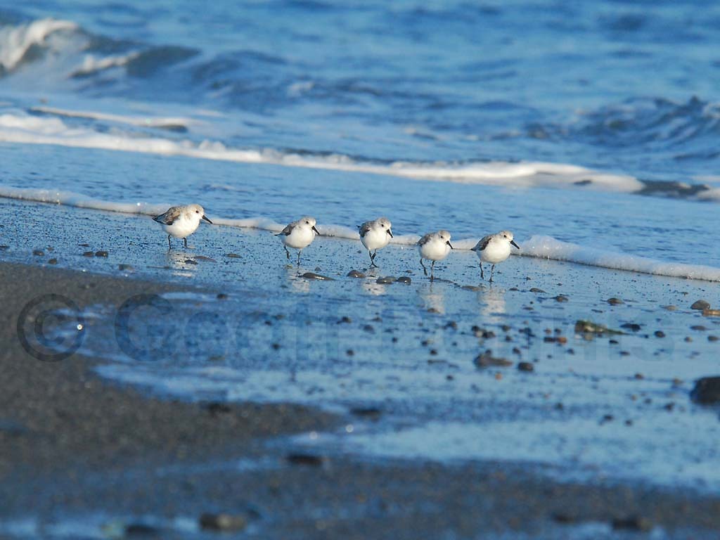 SAND-AW_Sanderling