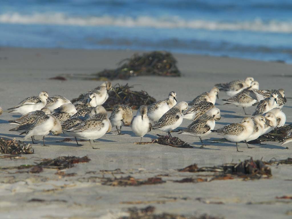 SAND-AX_Sanderling