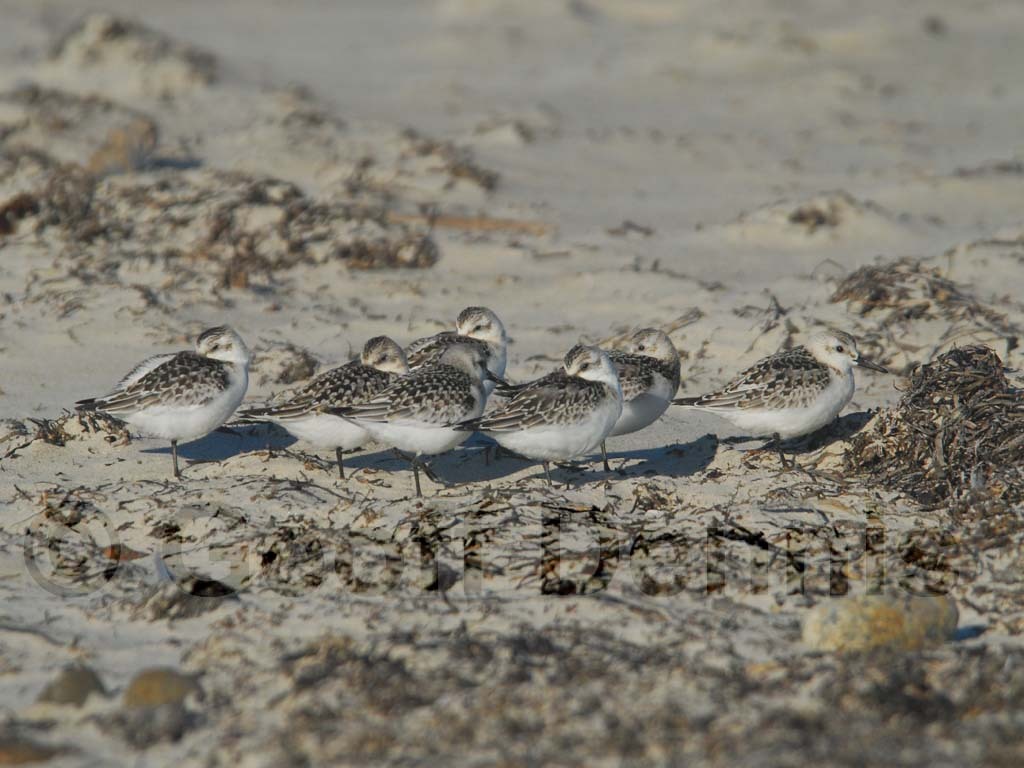 SAND-AY_Sanderling