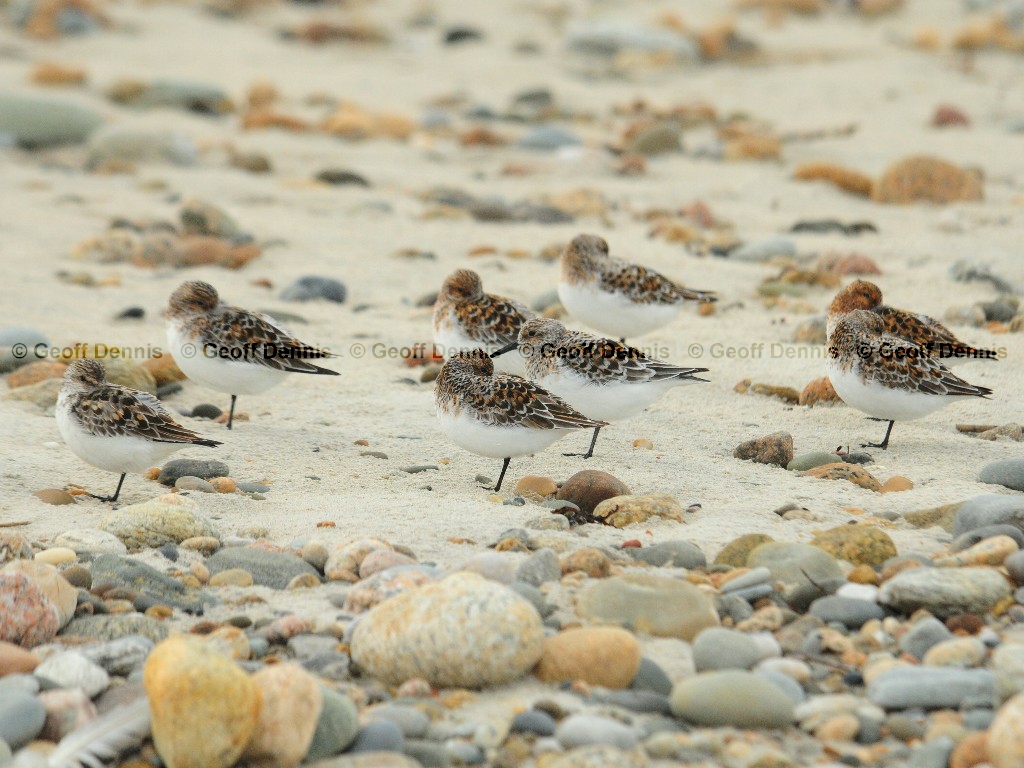 SAND-AZ_Sanderling