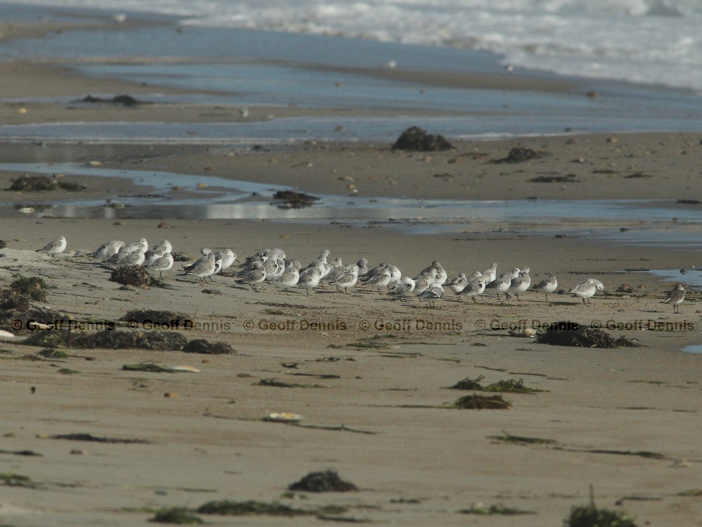 SAND-BA_Sanderling