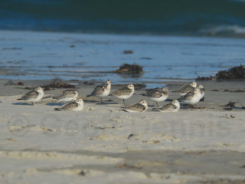 SAND-BB_Sanderling