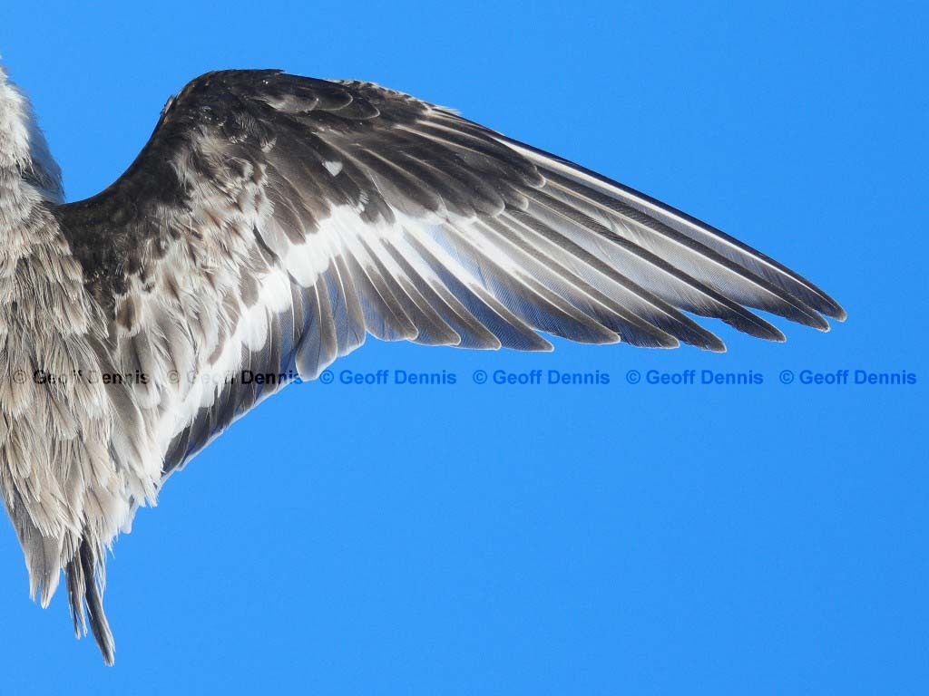 SAND-BC_Sanderling