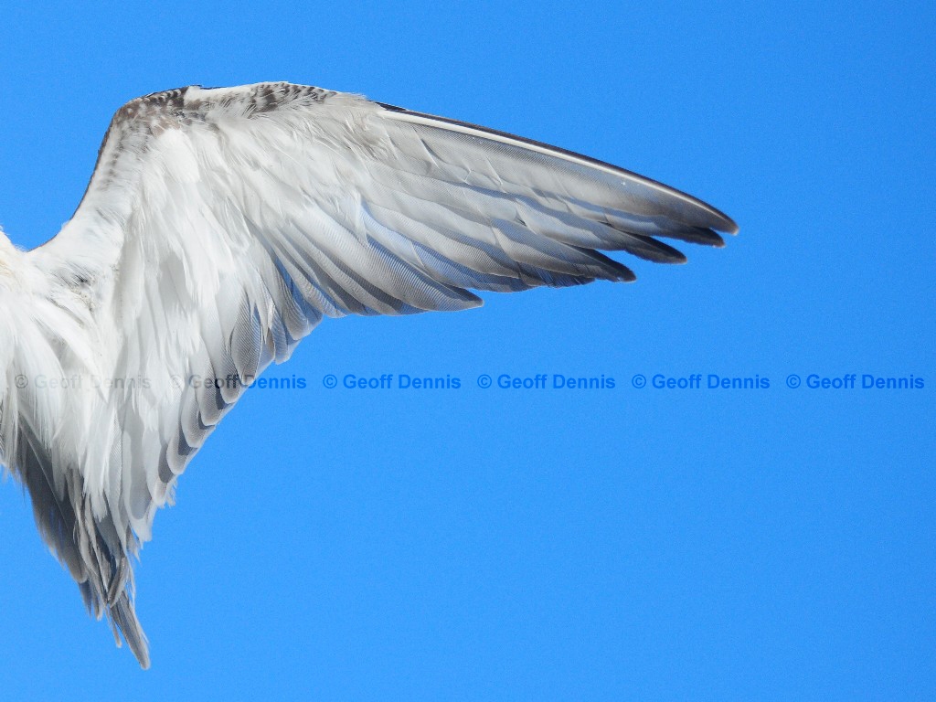 SAND-BD_Sanderling