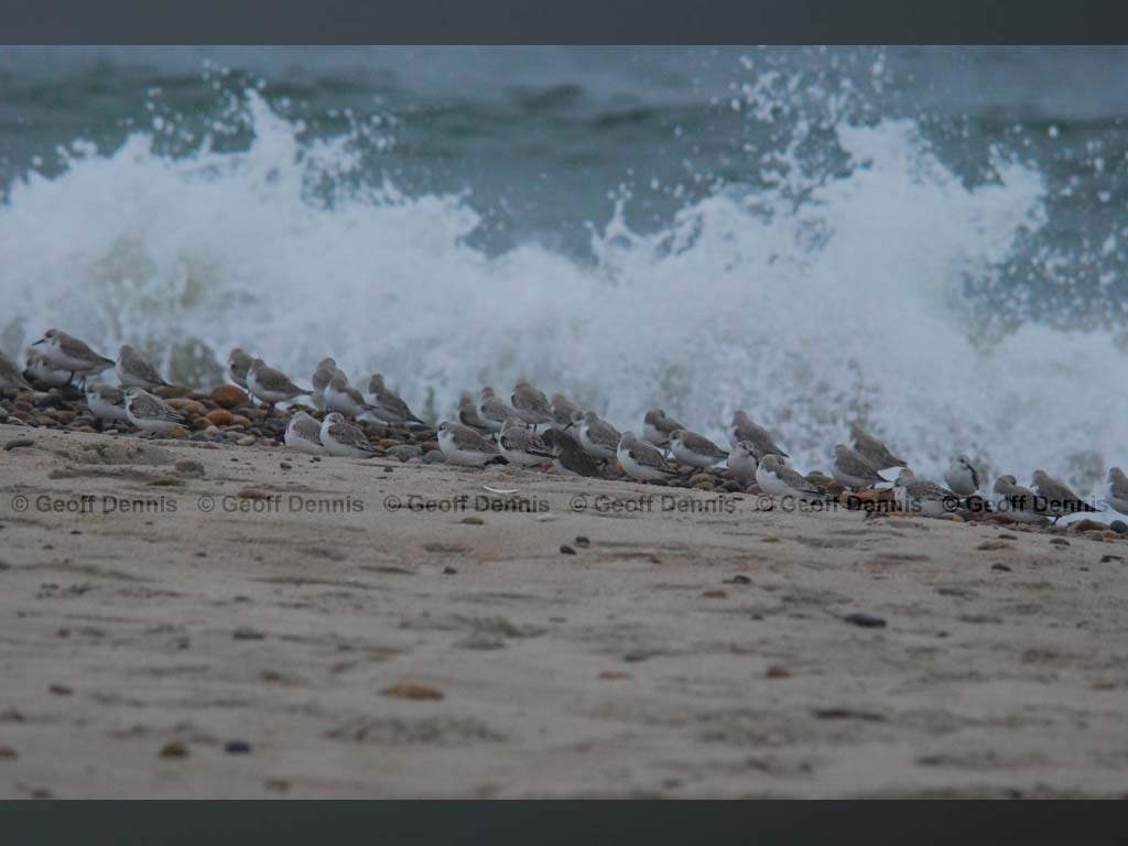 SAND-BE_Sanderling