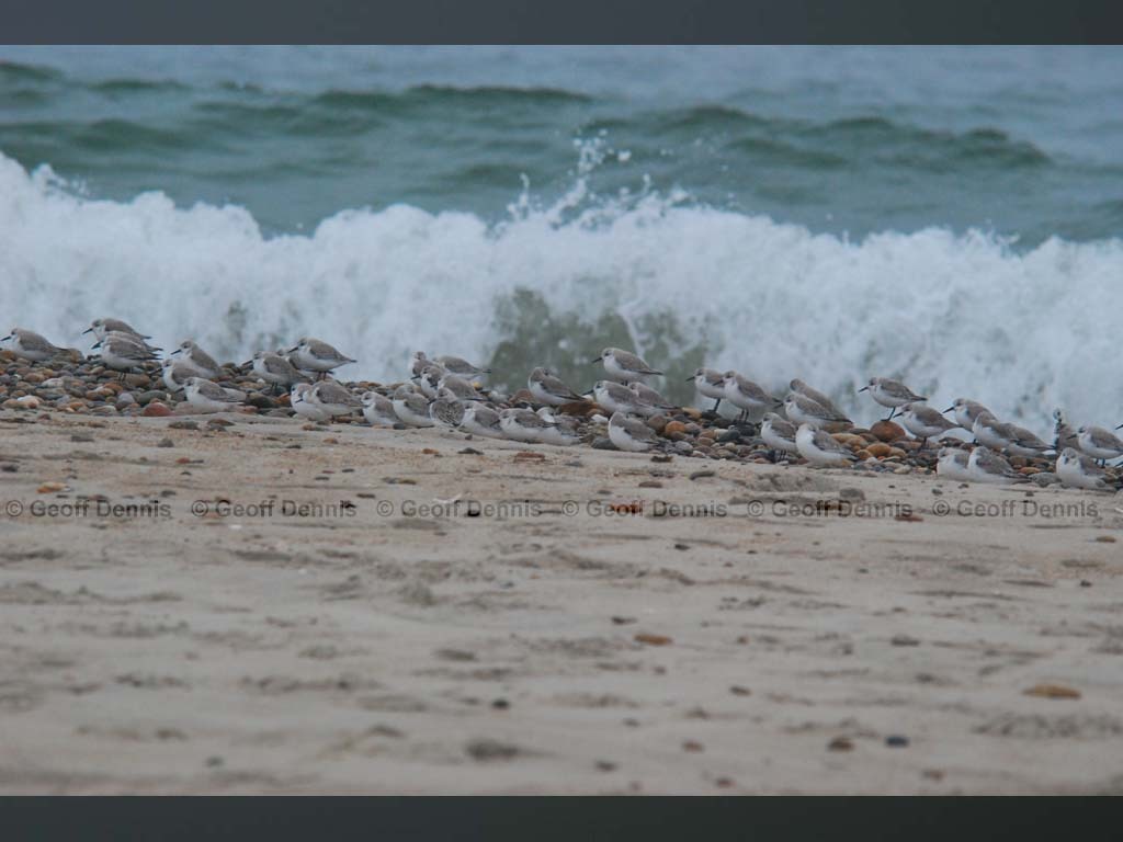 SAND-BF_Sanderling