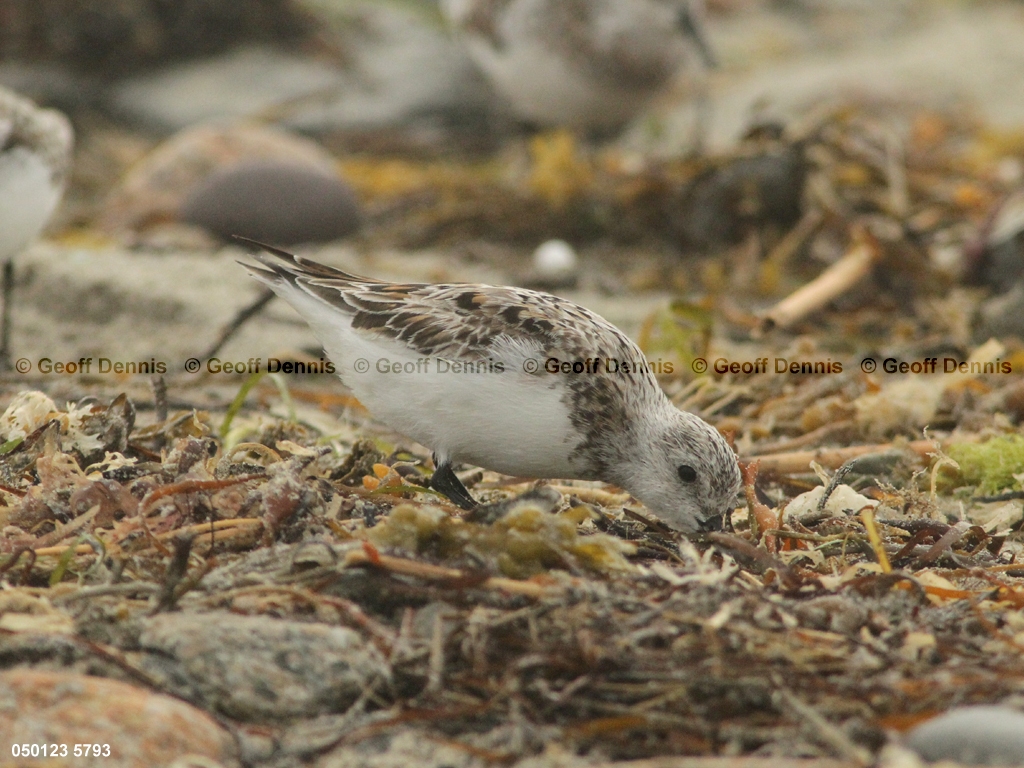 SAND-BG_Sanderling