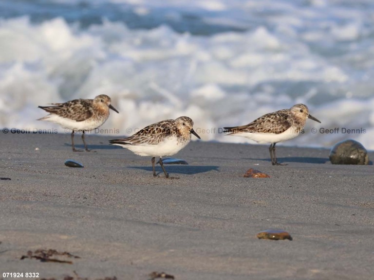 SAND-BHA_Sanderling