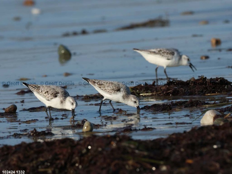 SAND-BHB_Sanderling