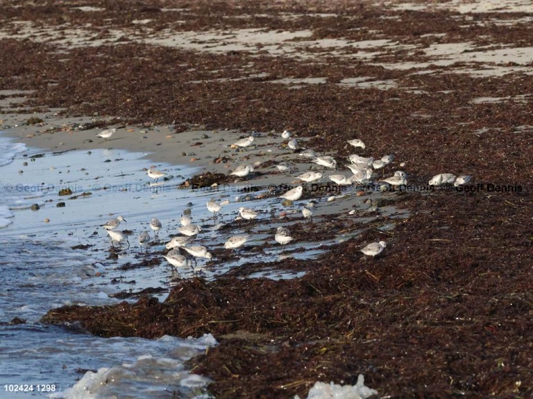 SAND-BHC_Sanderling