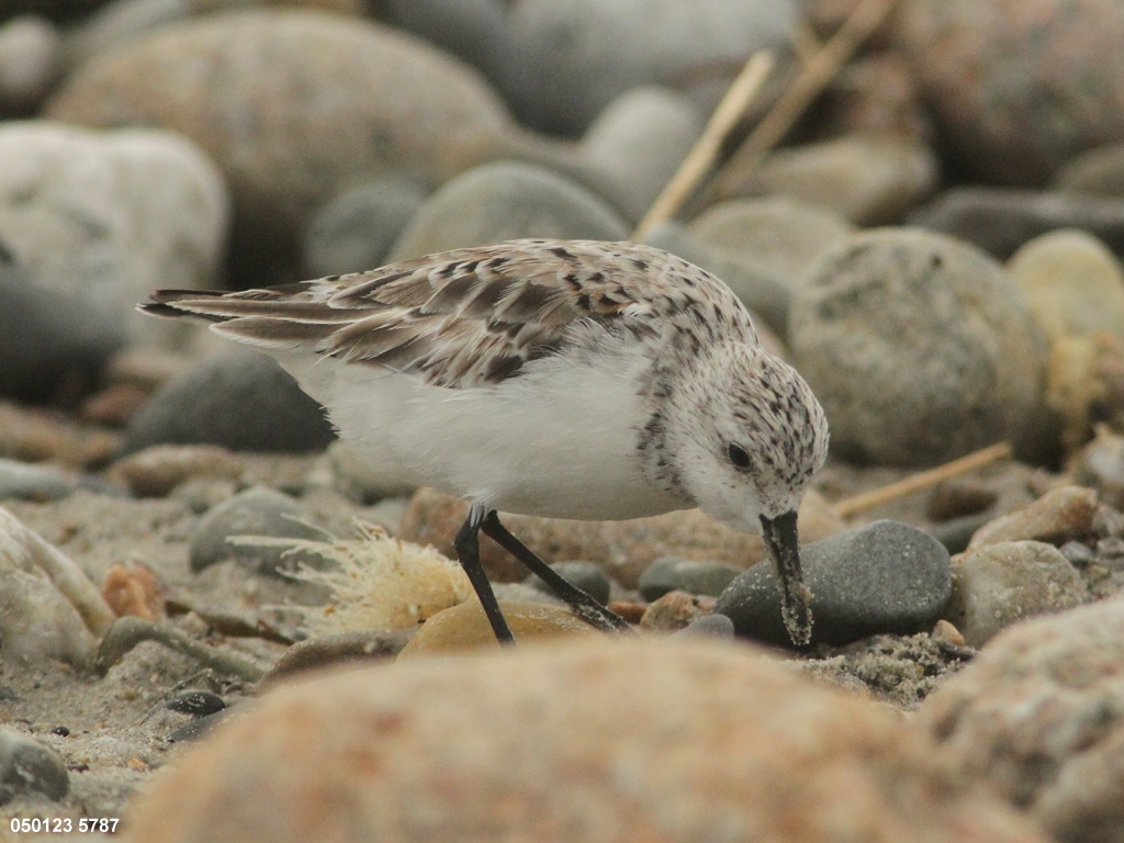 SAND-BH_Sanderling