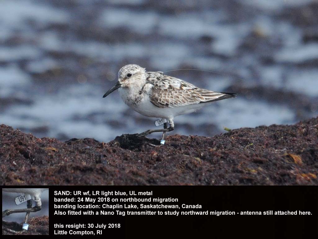 SAND-BN_Sanderling