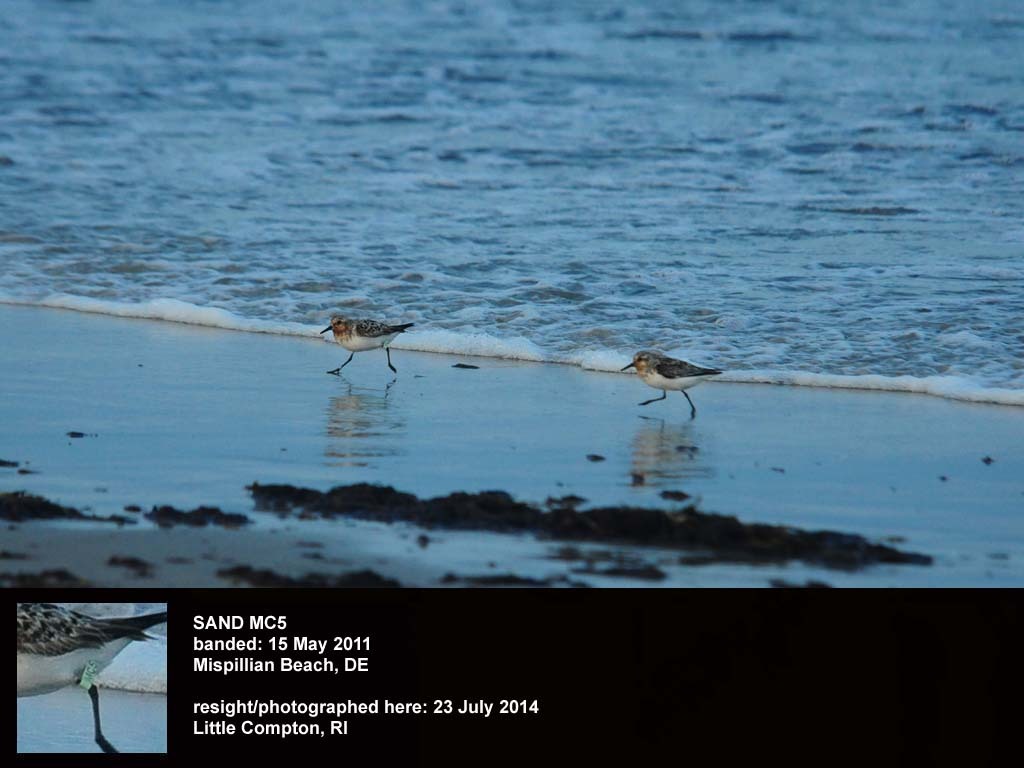 SAND-BO_Sanderling