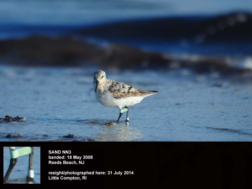SAND-BP_Sanderling