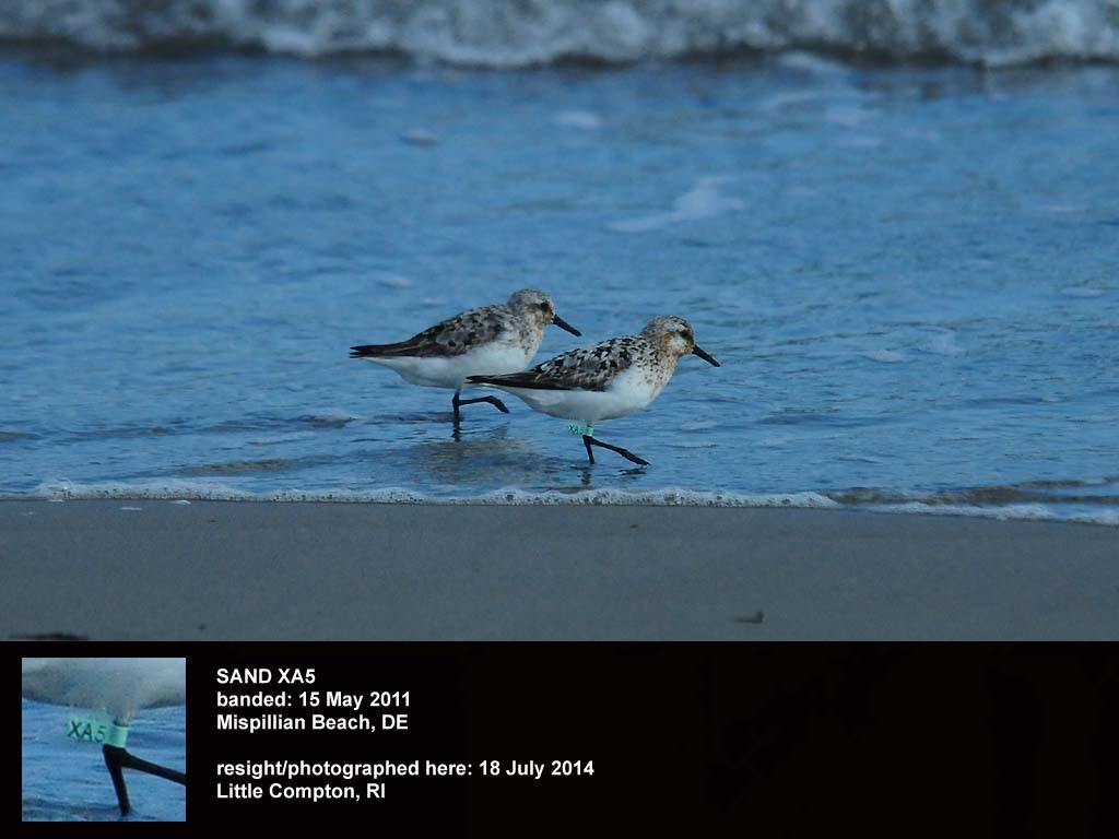 SAND-BQ_Sanderling