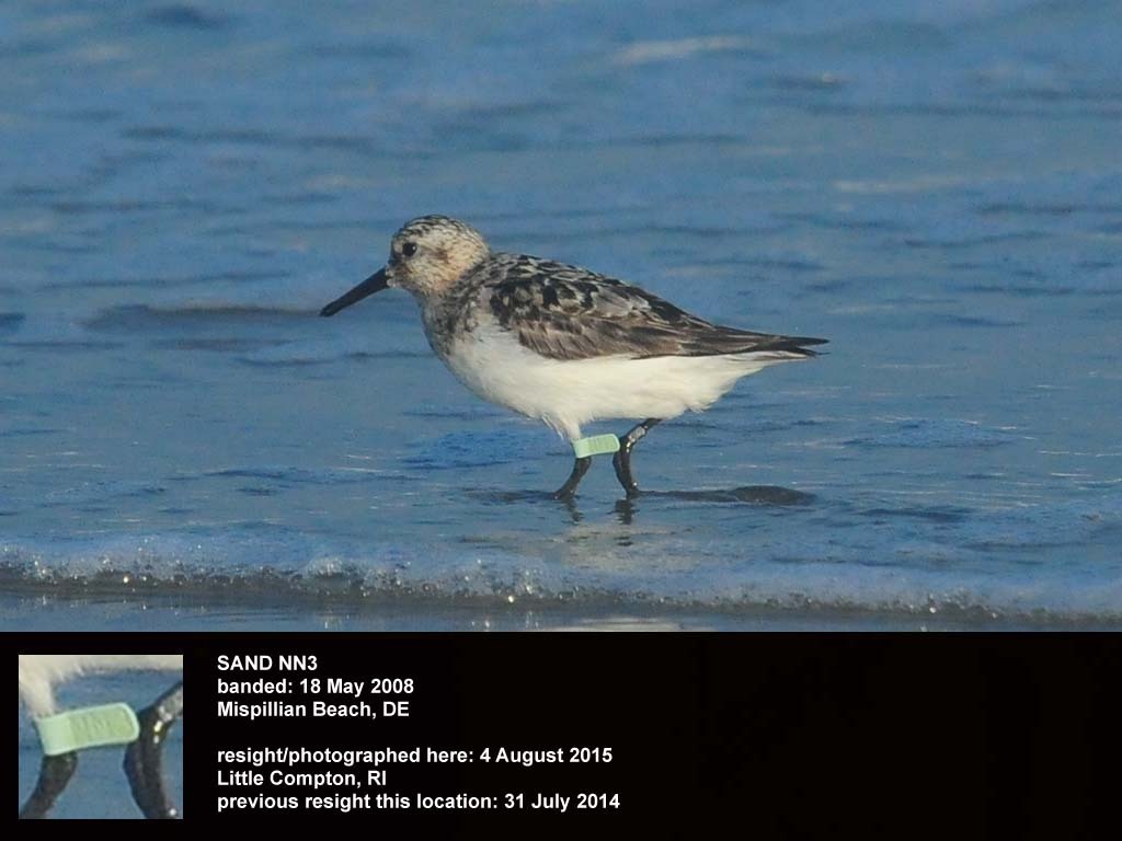 SAND-BR_Sanderling
